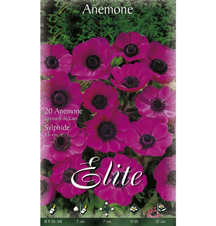 30 Bulbes D'Anémones De Caen - Fleurs Colorées (rouge, Violet, Rose, Blanc, Bleu) - Pour Jardin, Pots, Bordures - Circonférence 5/6 Cm
