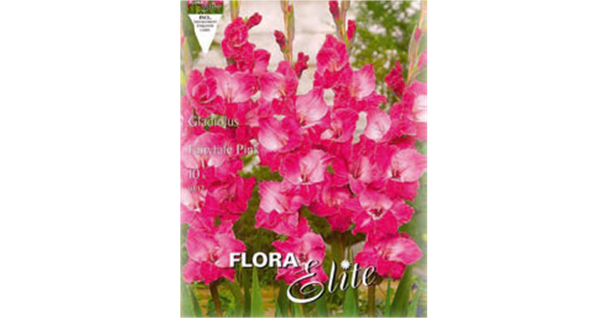 Gladiolus 'Fairytale Pink'