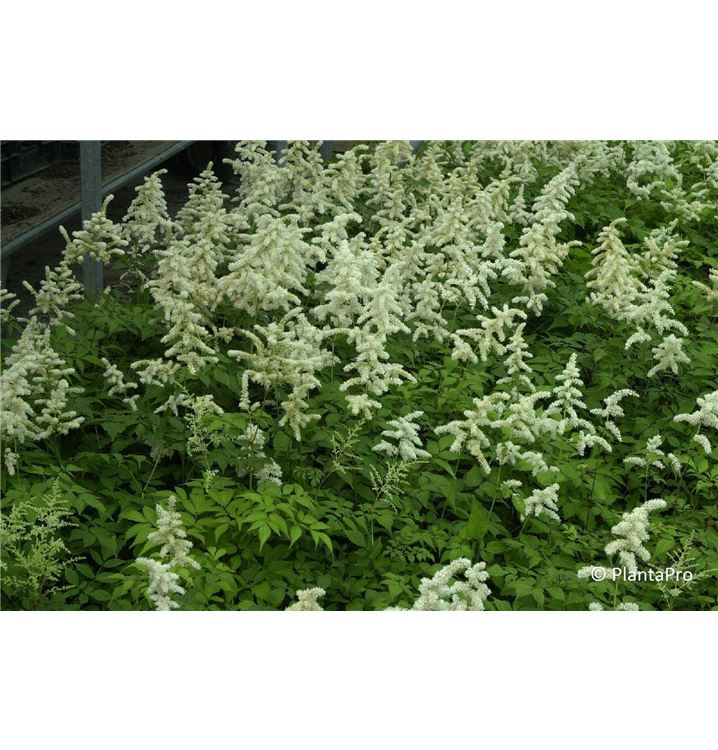Astilbe 'Deutschland'