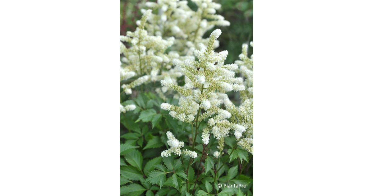 Astilbe 'Deutschland'