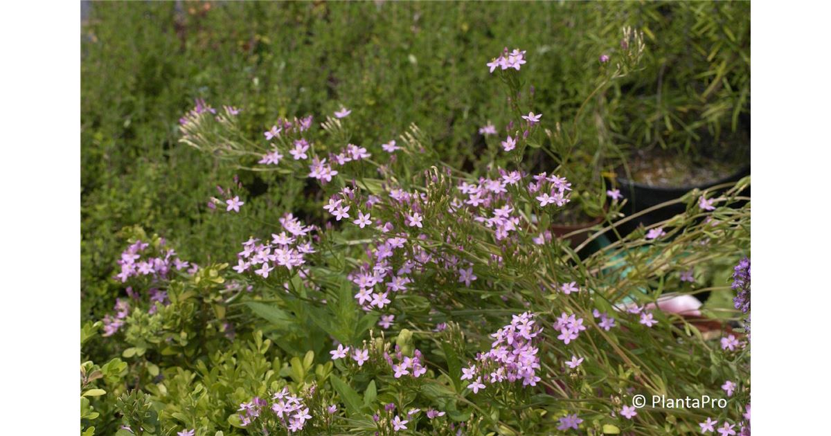 Centaurium erythraea