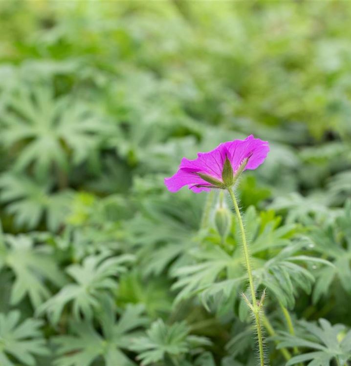 Geranium sanguineum 'Tiny Monster'