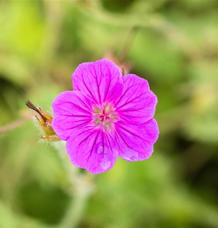 Geranium sanguineum 'Tiny Monster'