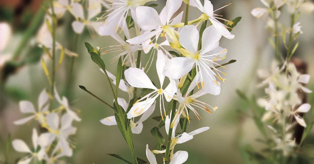 Gaura Lindheimeri Snowbird gaura-lindheimeri-snowbird