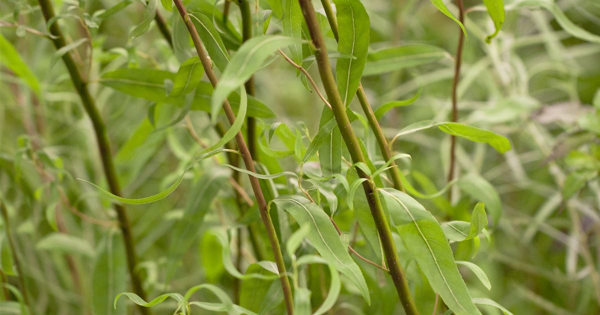 Salix babylonica 'Tortuosa'