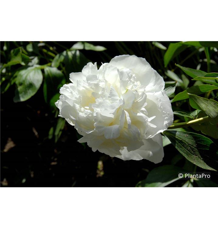 Paeonia 'Duchesse de Nemours'
