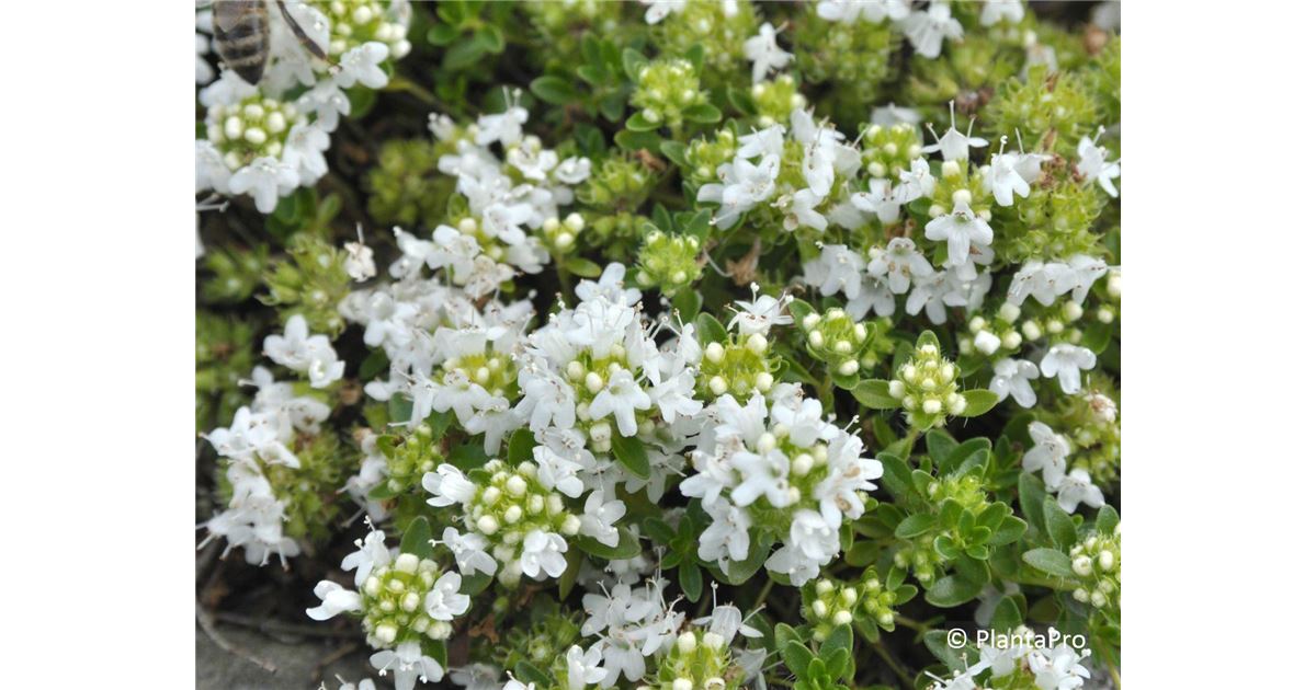 Thymus praecox 'Albiflorus'