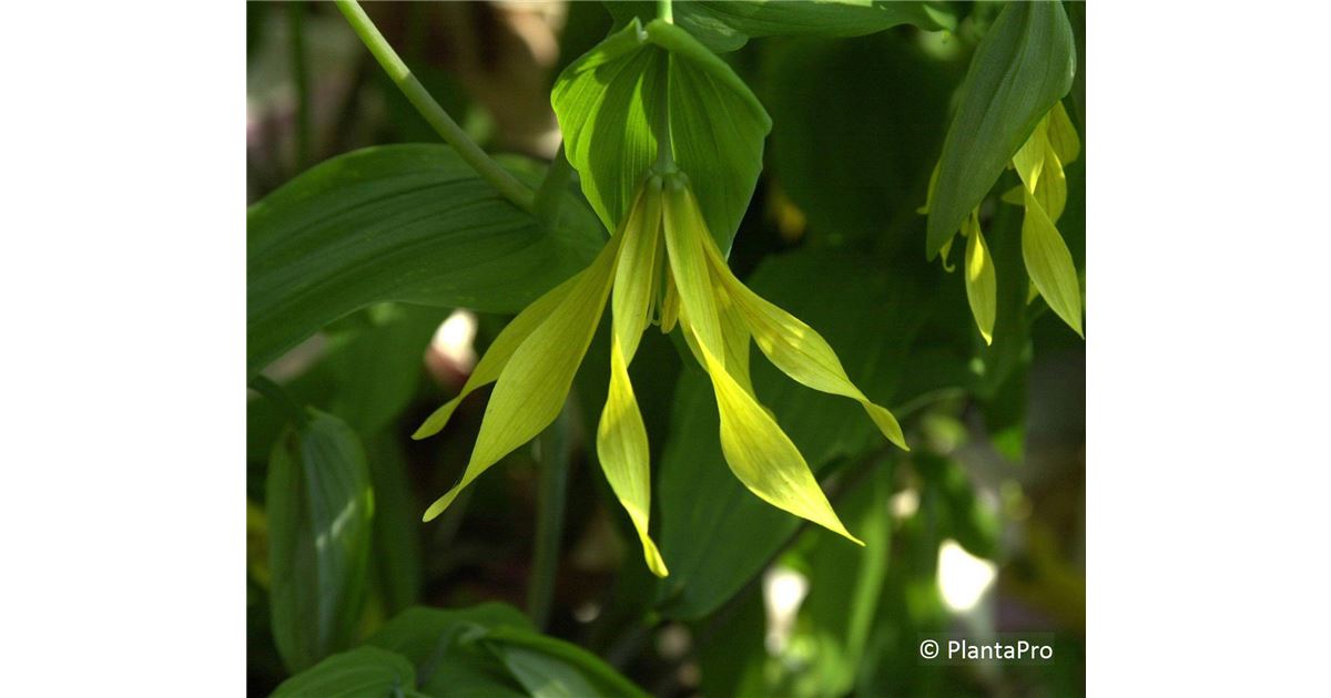Uvularia grandiflora