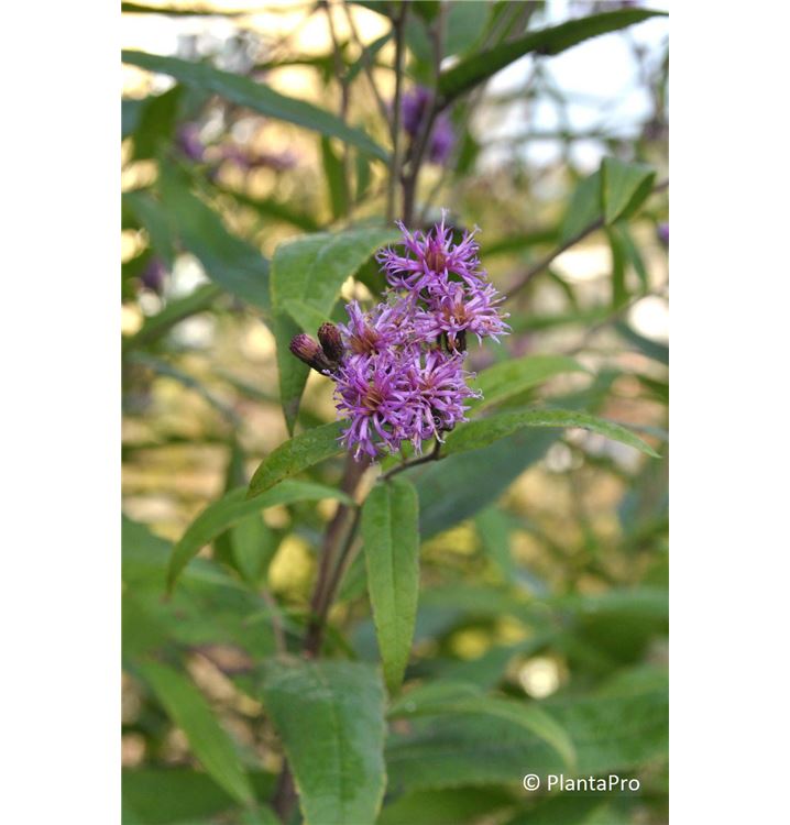 Vernonia crinita