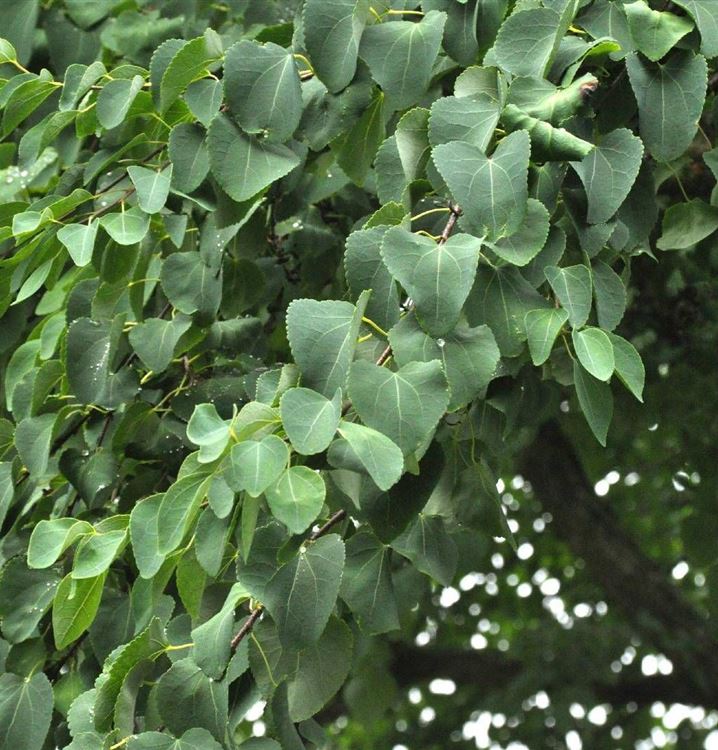 Cercidiphyllum japonicum