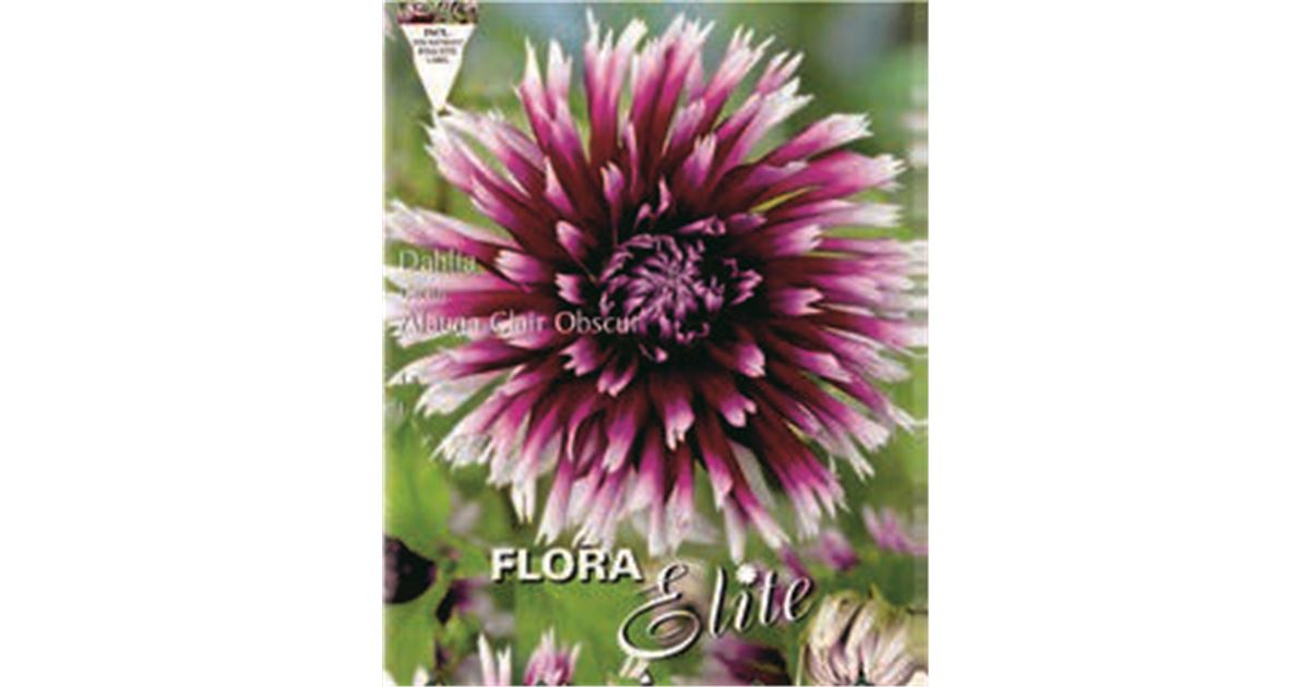 Dahlia 'Alauna Clair Obscure'
