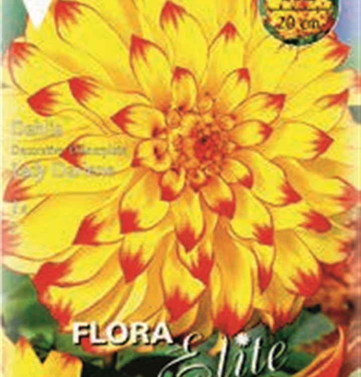 Dahlia 'Lady Darlene'