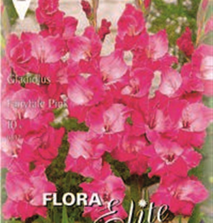 Gladiolus 'Fairytale Pink'