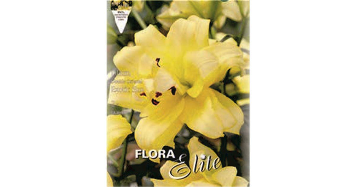 Lilium 'Exotic Sun'