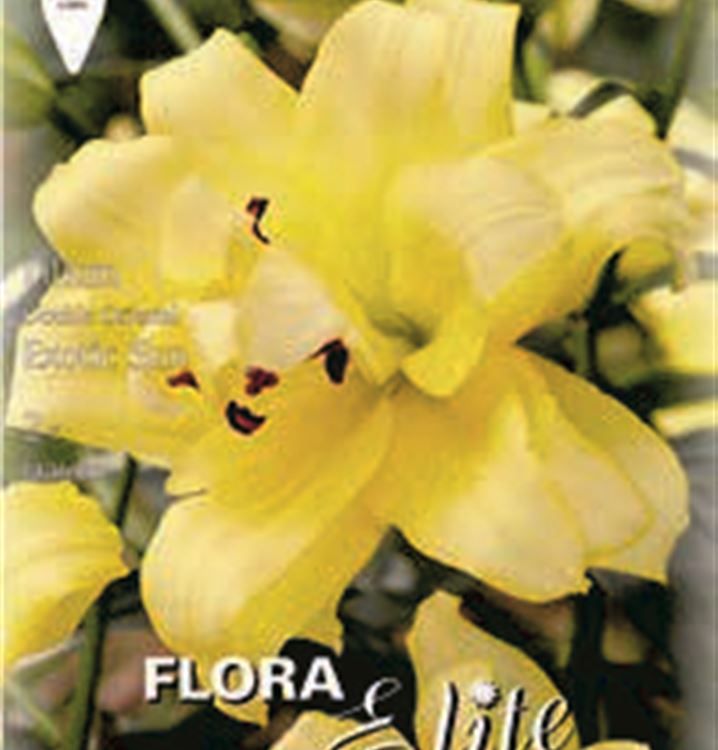 Lilium 'Exotic Sun'