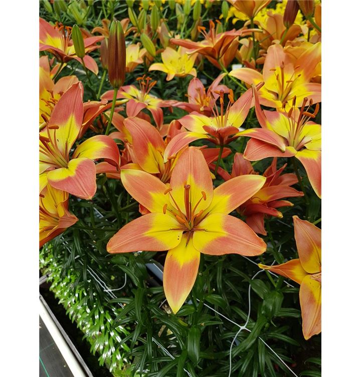 Lilium 'Forever Linda'