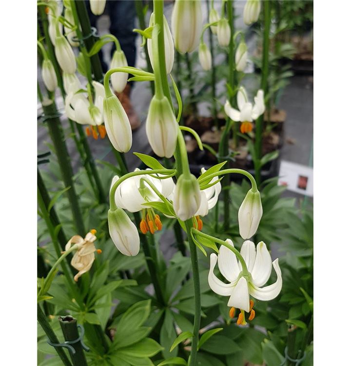 Lilium 'Snowy Morning'