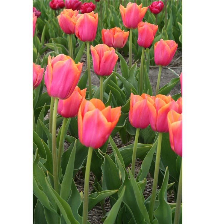Tulipa 'Dynasty Orange'