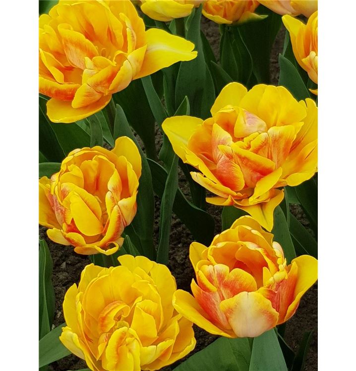 Tulipa 'Foxy Foxtrot'