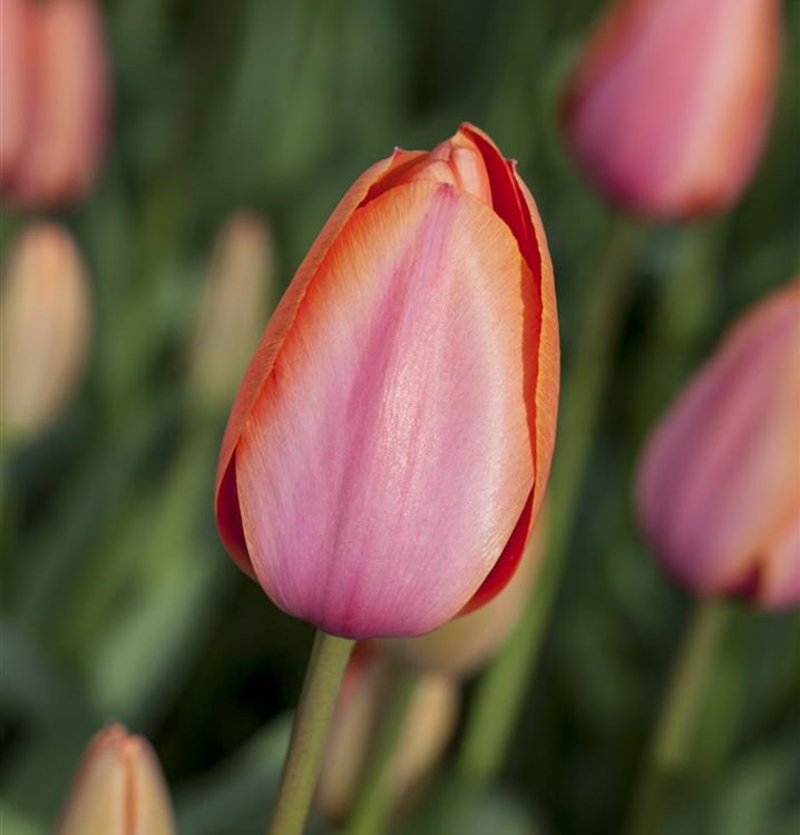 Tulipa Apricot Impression tulipa-apricot-impression