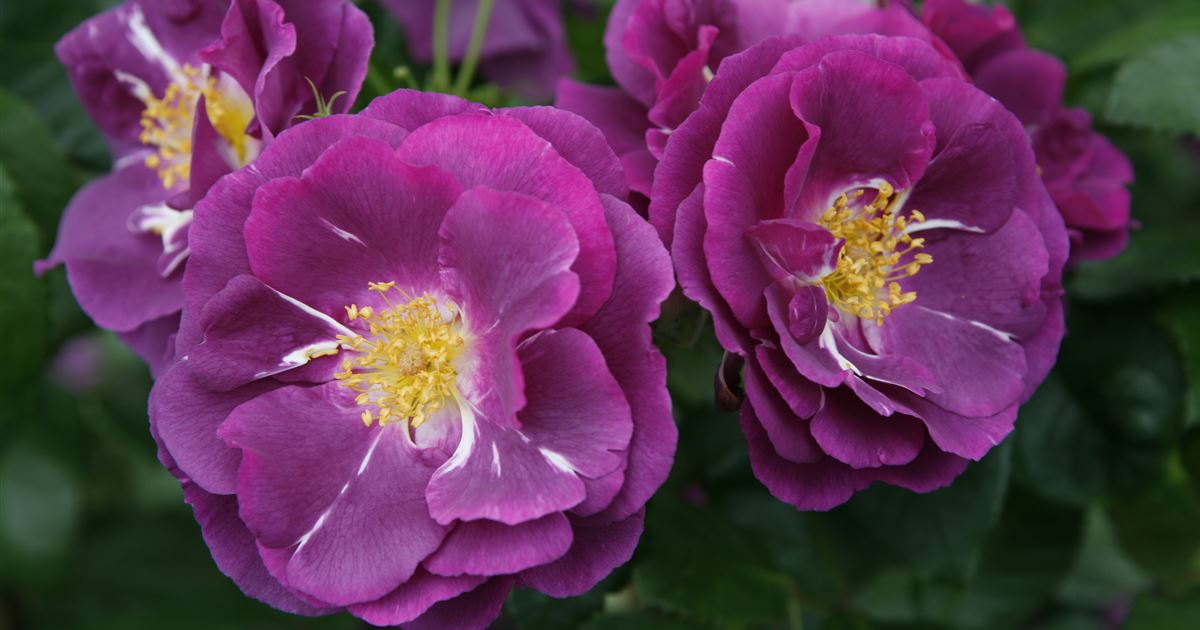 Rosa Rhapsody Rosa 'Rhapsody in Blue'
