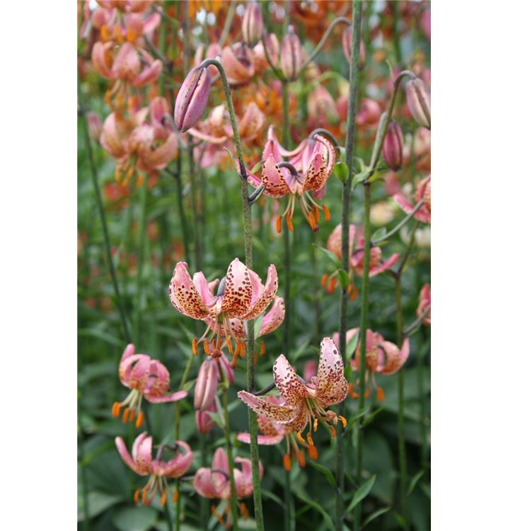 Lilium 'Manitoba Morning'