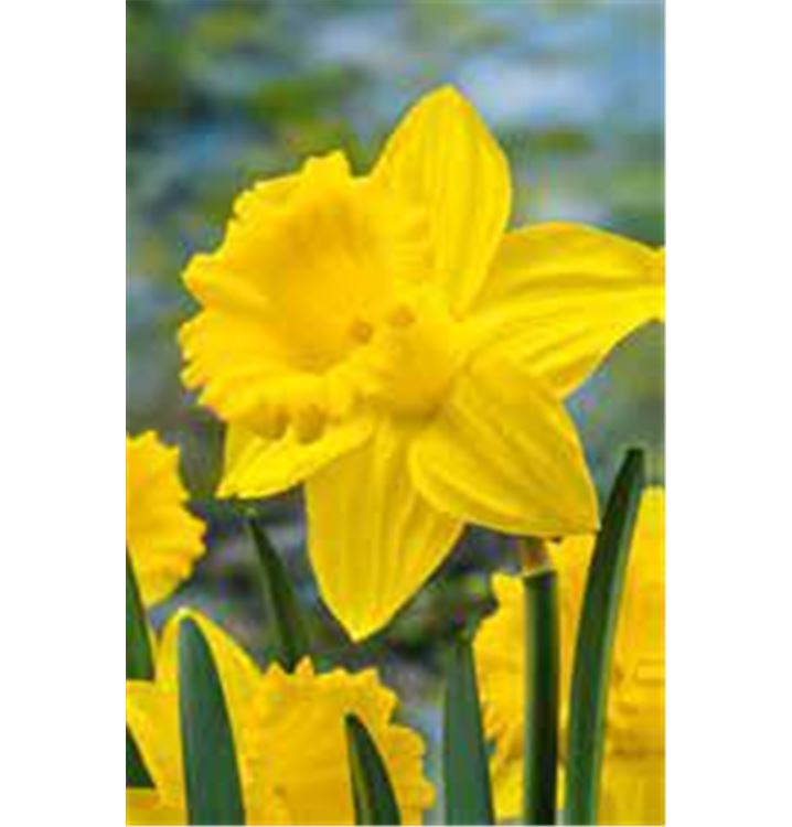 Narcissus 'Exception'