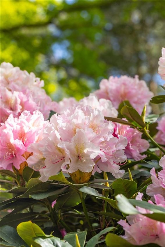 Rhododendron für die Gartengestaltung Rusterholz Pflanzencenter AG