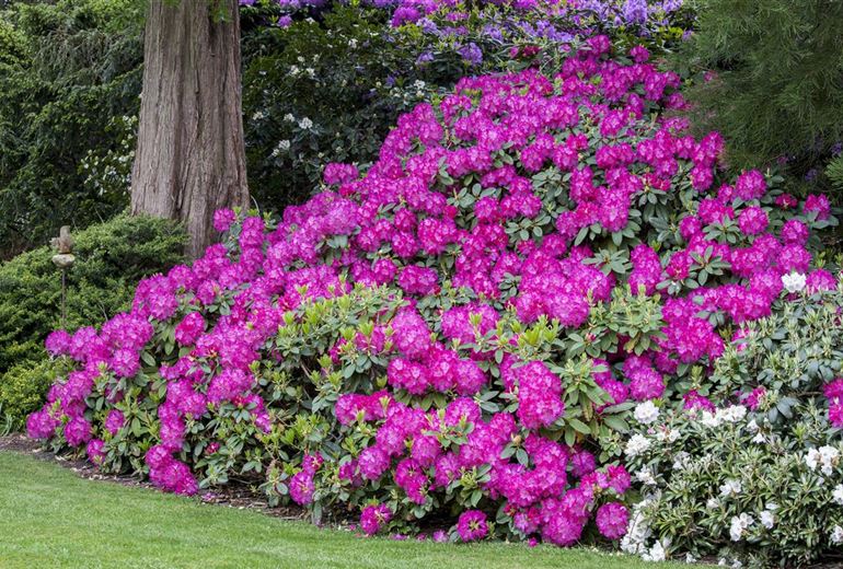 Rhododendron richtig pflanzen Das gibt es zu beachten Rusterholz