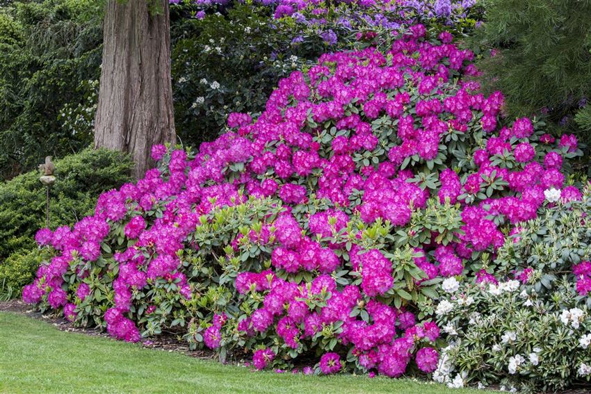 Rhododendron richtig pflanzen Das gibt es zu beachten Rusterholz