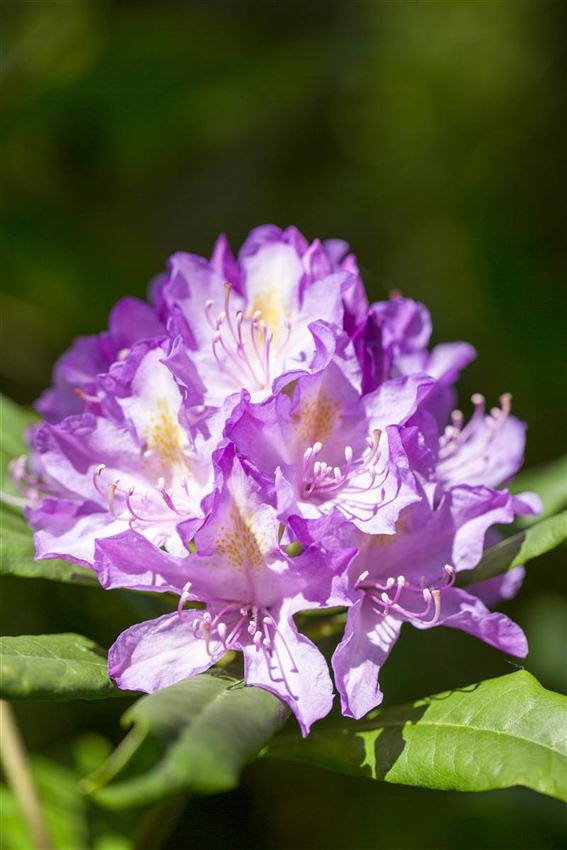 43+ Rhododendron Richtig Pflanzen, Rhododendron richtig pflanzen &amp;