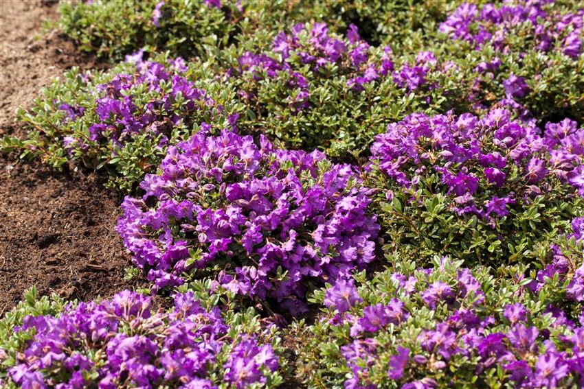 Rhododendron richtig pflanzen Das gibt es zu beachten Rusterholz