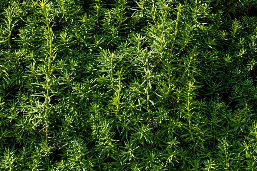 Verwendung im Garten (Nadelgehölze) Rusterholz Pflanzencenter AG