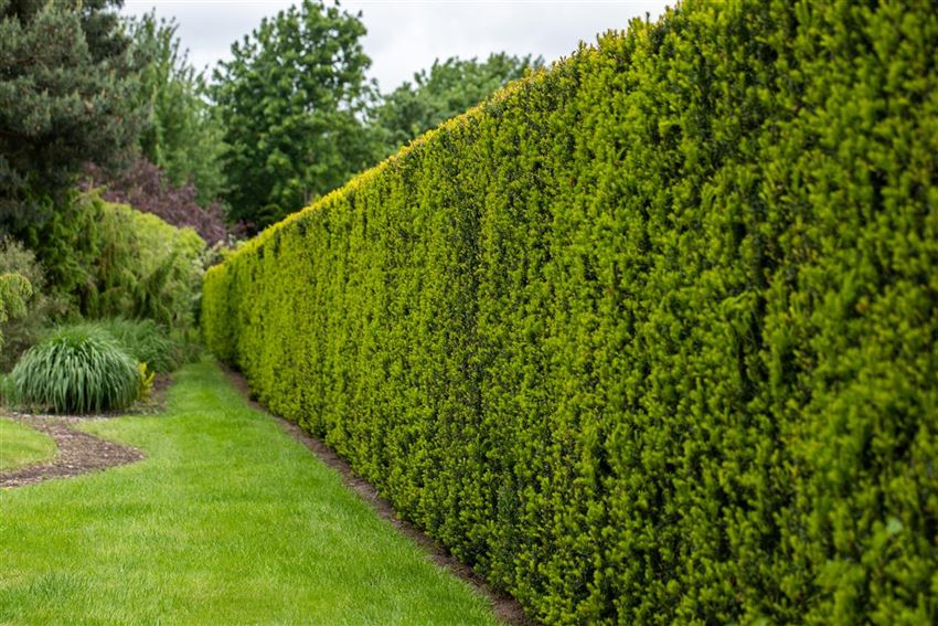 Verwendung im Garten (Nadelgehölze) Rusterholz Pflanzencenter AG