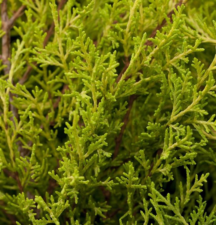 Juniperus chinensis 'Plumosa Aurea'