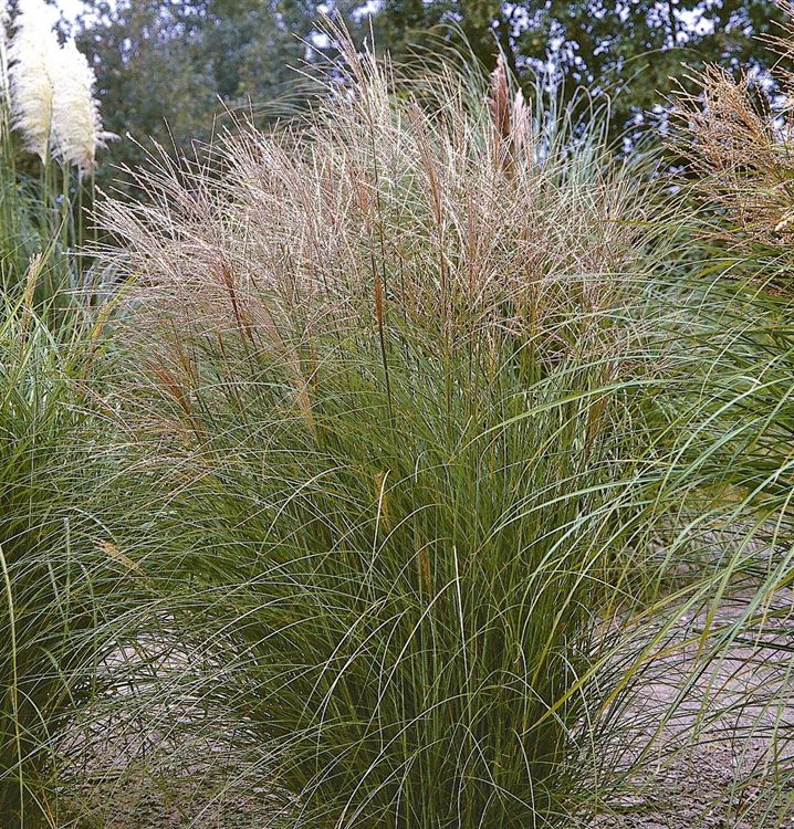 Miscanthus sinensis 'Kleine Silberspinne'