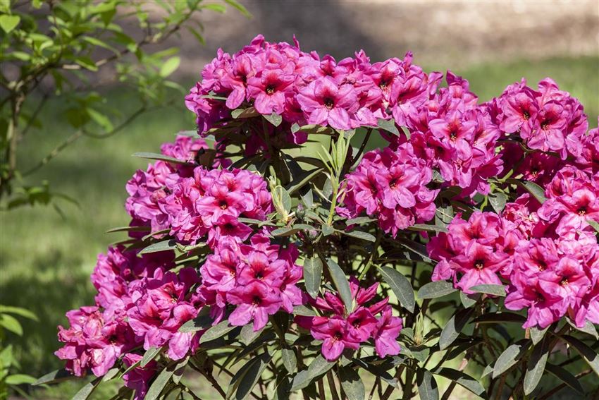 Rhododendron für die Gartengestaltung Rusterholz Pflanzencenter AG