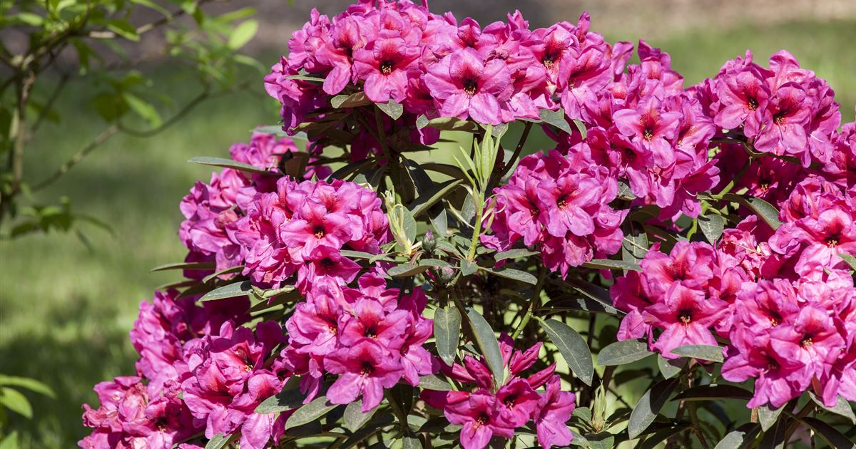 Rhododendron richtig pflanzen Das gibt es zu beachten Rusterholz
