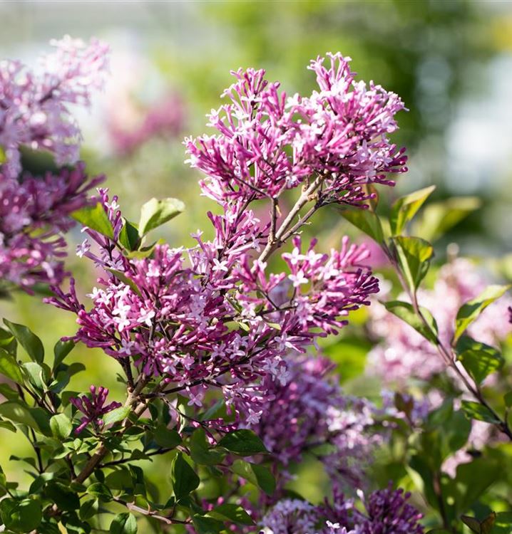 Syringa josikaea