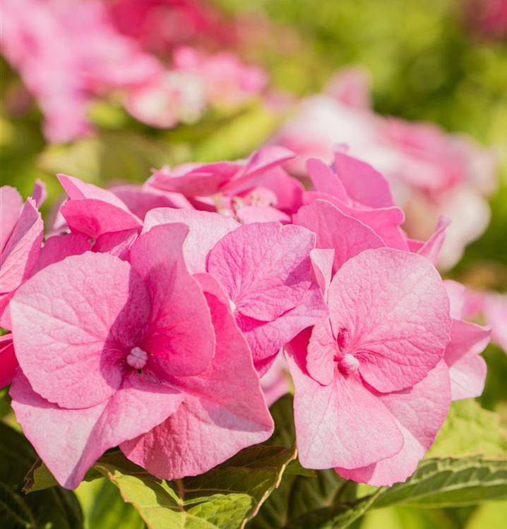 hydrangea-macrophylla-teller-rosa