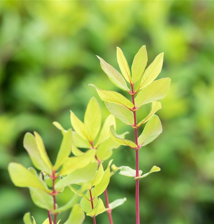 Lonicera caerulea 'Kamtschatica'