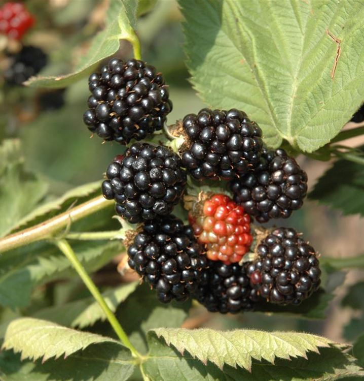 Rubus (Brombeere) 'Black Satin'