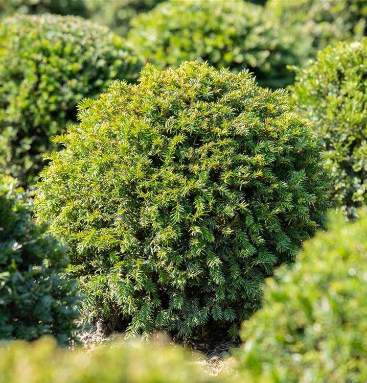 32+ Was Ist Eine Eibe, Seit dem altertum gilt sie als baum des todes