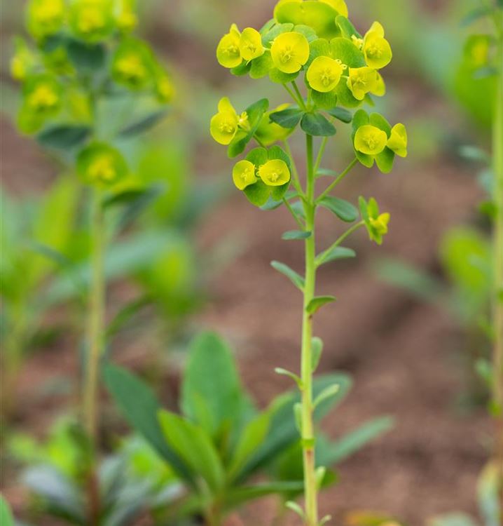 Euphorbia amygdaloides var. robbiae