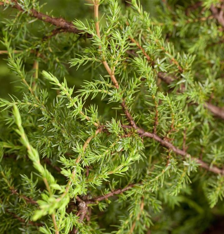 Juniperus communis 'Hornibrookii'