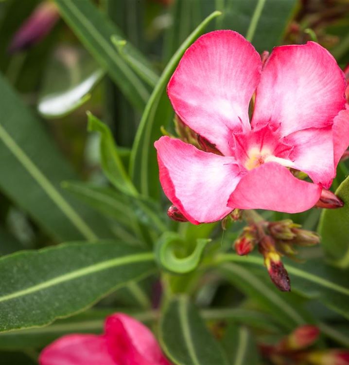 Nerium Oleander Fiche Techniquenull