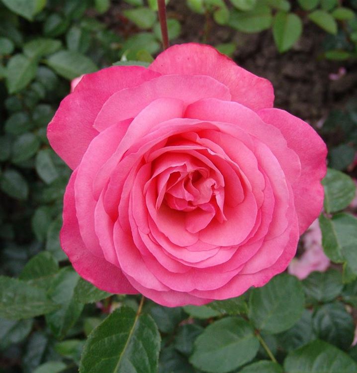 Rosa 'Rosanna'