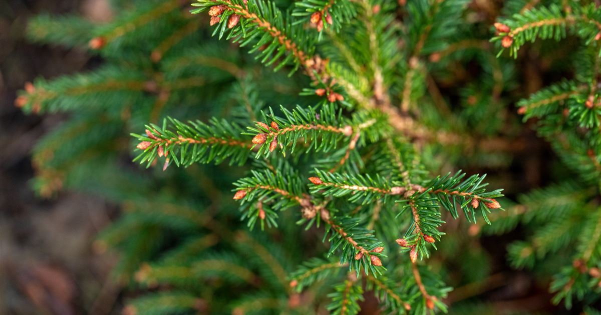 Picea abies 'Pygmaea'