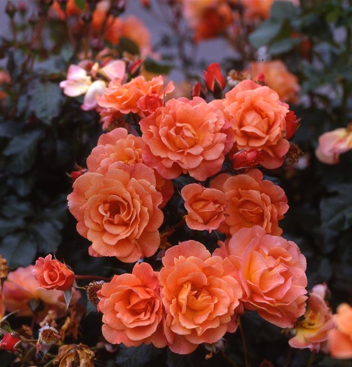 Strauchrose Westerland® - Kupferorange Kordes-Rose Mit Starkem Duft