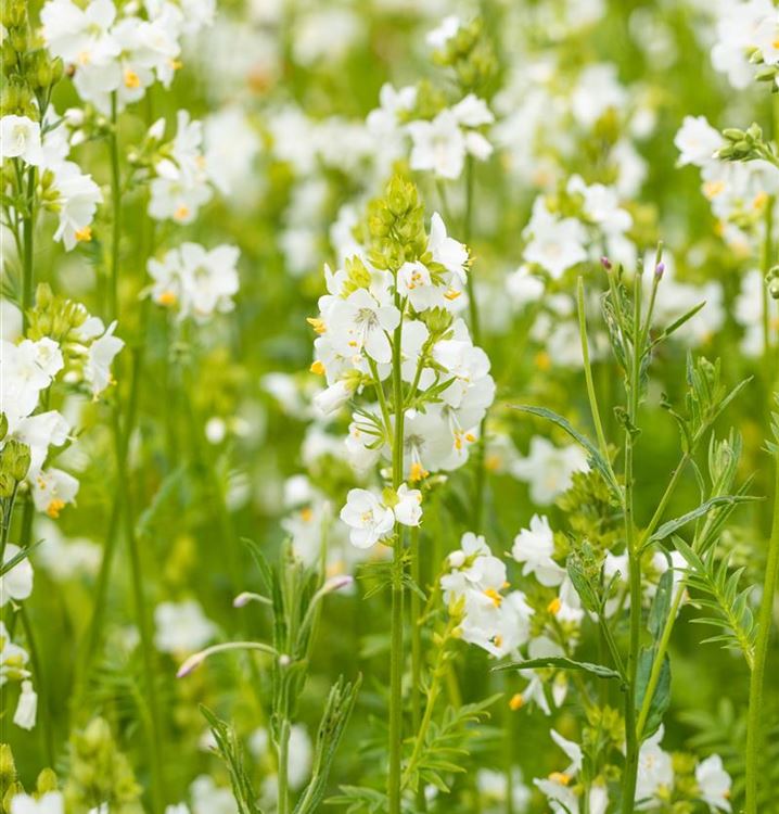 Polemonium caeruleum 'Album'